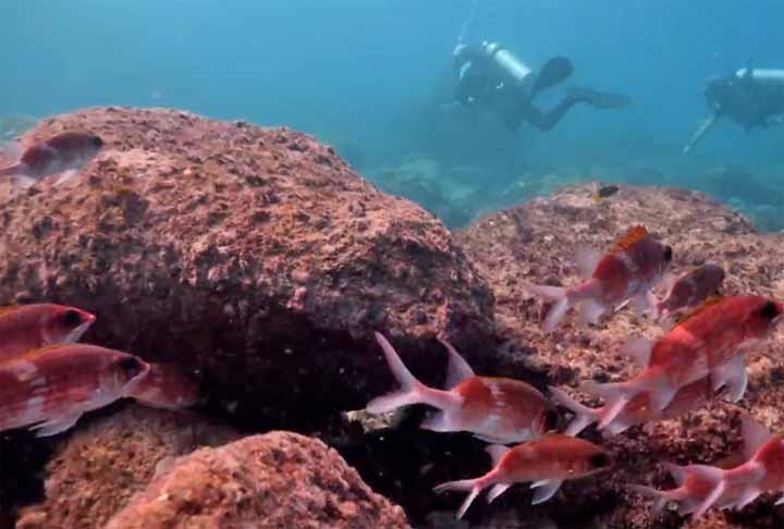 3º) Barreira de Recife da Nova Caledônia: Localizada no Oceano Pacífico Sul, essa barreira tem mais de 1.500 km de extensão. Além de circundar a Grande Terre, a maior ilha da Nova Caledônia, ela engloba também a Ilha dos Pinos e várias outras ilhas menores. Reprodução: Flipar