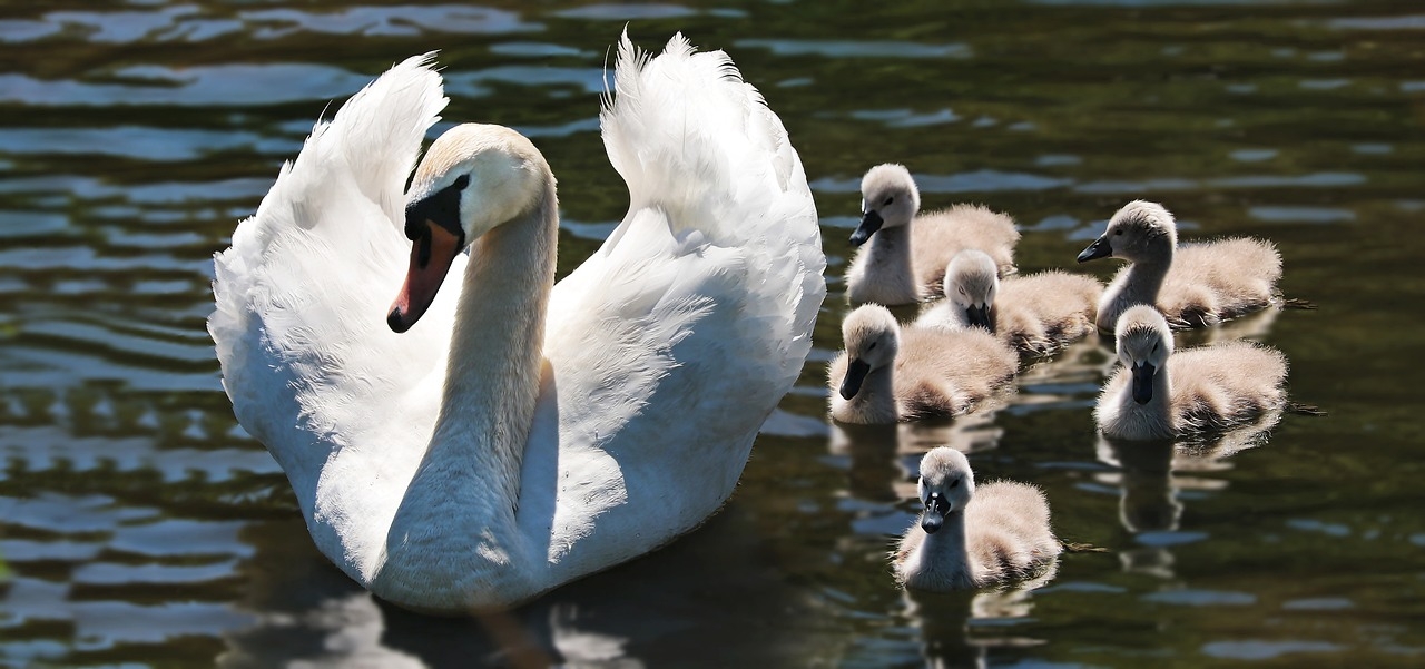 Eles podem ser encontrados em regiões como o norte da Europa, Ásia e América do Norte. No hemisfério sul, esses animais podem aparecer na Austrália e em alguns países da América do Sul. Reprodução: Flipar