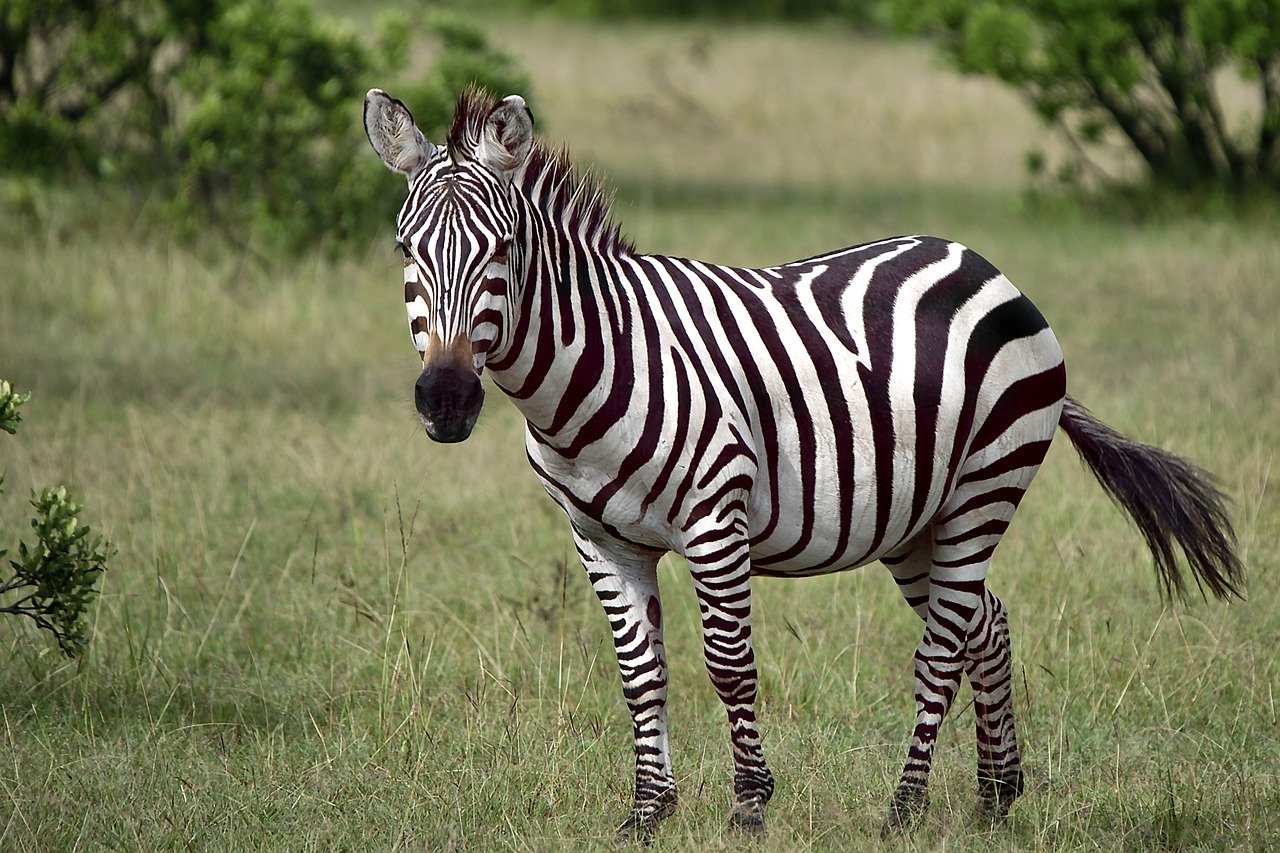 As listras das zebras são repelentes de insetos. Por isso, já houve casos em que fazendeiros camuflaram vacas de preto e branco para afastar as pragas  Reprodução: Flipar