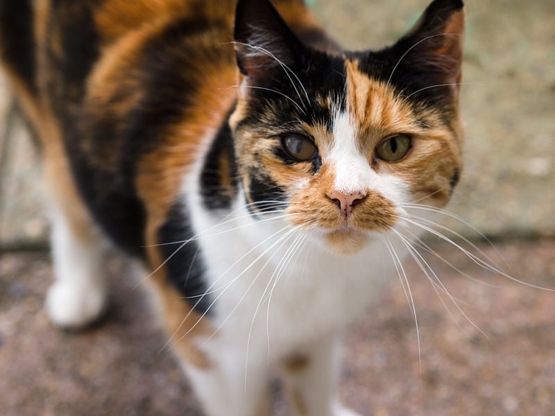 Um dos estudos analisou amostras genéticas de 188 gatos, ao passo que o outro detectou a mesma mutação em 258 individuos da espécie.  Essa mutação ocorre somente em gatos com pelagem laranja - calicos e tortoiseshells. No caso das fêmeas, ocorre uma inativação de um dos cromossos X, o que resulta nas cores em mosaico. Como os machos têm somente um cromossomo X, a sua pelagem é inteiramente laranja. 
 Reprodução: Flipar