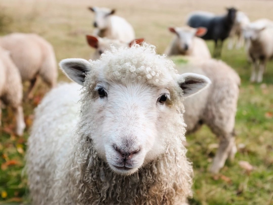 As ovelhas têm quatro estômagos e, por isso, quase não passam por problemas de digestão! Reprodução: Flipar