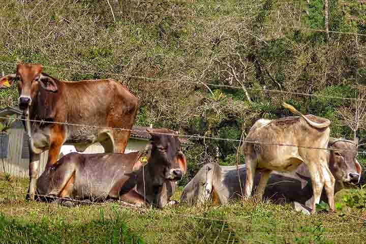 Em ambientes rurais, os carrapatos são um grande problema para os animais como bois, cavalos e porcos. Eles causam desconforto e estresse nos rebanhos, e também podem transmitir doenças como a babesiose e a anaplasmose, que afetam a saúde e a produção dos bichos. Reprodução: Flipar