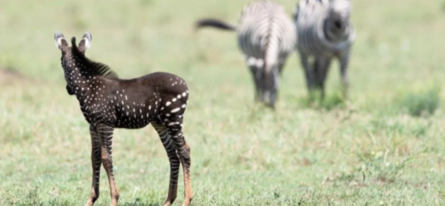 Zebra com bolinhas Reprodução