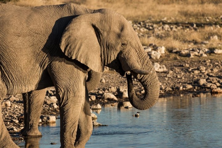 Pesquisadores argumentaram , por exemplo, que seria necessária uma enorme quantidade da fruta para embriagar um animal tão grande. Reprodução: Flipar