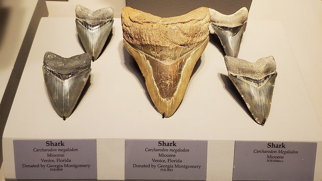 Em relação aos hábitos alimentares do megalodonte, os estudos também divergem. Eles são feitos a partir da análise química da dos dentes fossilizados. Reprodução: Flipar