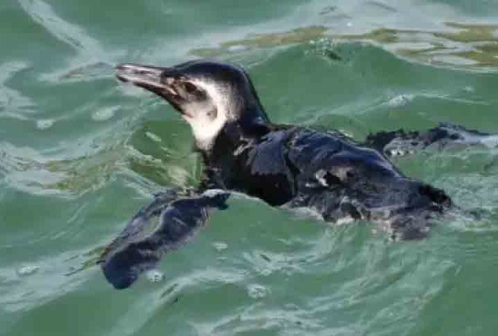 No dia 29/06/2023, um pinguim-de-magalhães foi visto passeando pelas areias da Praia do Arpoador, no Rio de Janeiro. Mas, infelizmente, seu destino foi trágico. Reprodução: Flipar