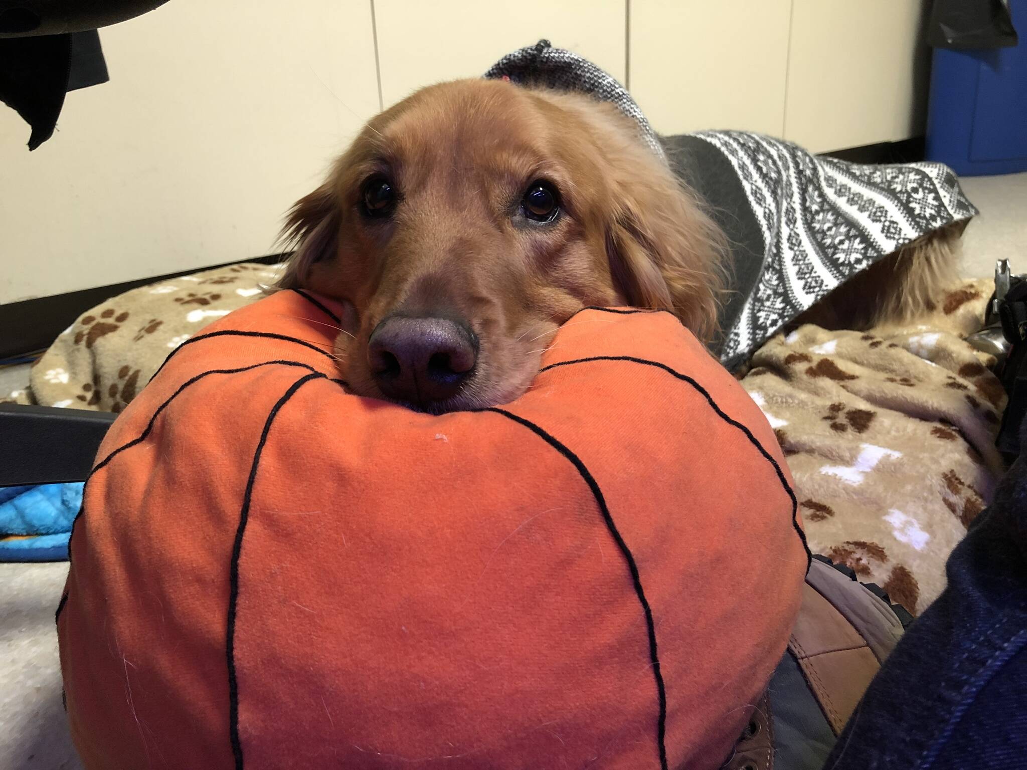 Cão possui coleção de brinquedos. Foto: Cão possui coleção de brinquedos