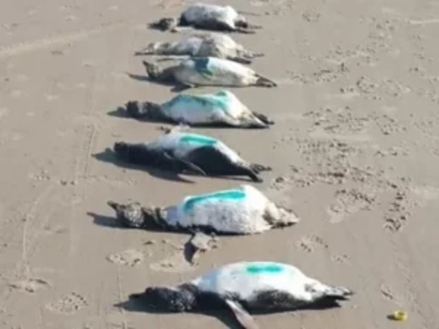 Em agosto daquele ano, 596 pinguins morreram no litoral de Santa Catarina por causa de um ciclone extratropical Reprodução: Flipar