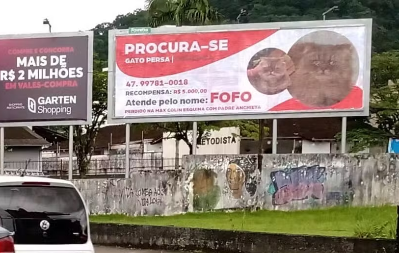 Tutor anunciou o desaparecimento do gato em outdoor em Joinville