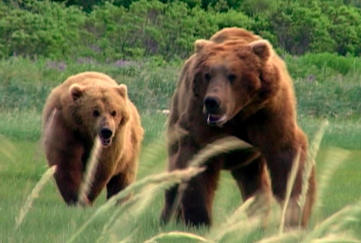 Em outubro de 2003, Treadwell e sua namorada, Amie Huguenard, foram atacados e mortos por um urso-pardo no mesmo local. Reprodução: Flipar