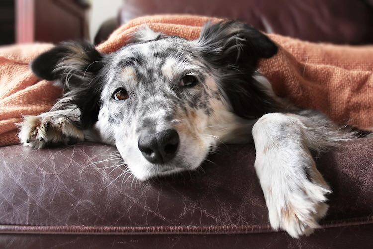 Os sinais corporais mudam: quando um cão perde parte de suas atividades, força e peso, ele também pode sofrer alterações na temperatura do corpo, que fica mais frio. As frequências cardíacas e respiratória também mudam. Assim, eles passam mais tempo dormindo ou deitados em um local que seja confortável e quente. É provável que seja difícil para ele se movimentar e até mesmo responder a estímulos. Reprodução