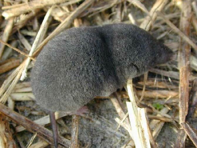 Os musaranhos são animais de pequeno porte que comem principalmente insetos. Eles medem cerca de 10 cm (alguns não ultrapassam 2,5 cm) e pesam cerca 15 gramas. Mas são devoradores vorazes e possuem um veneno comparável ao de várias serpentes. Esses animais têm visão ruim, mas excelente olfato.  Reprodução: Flipar