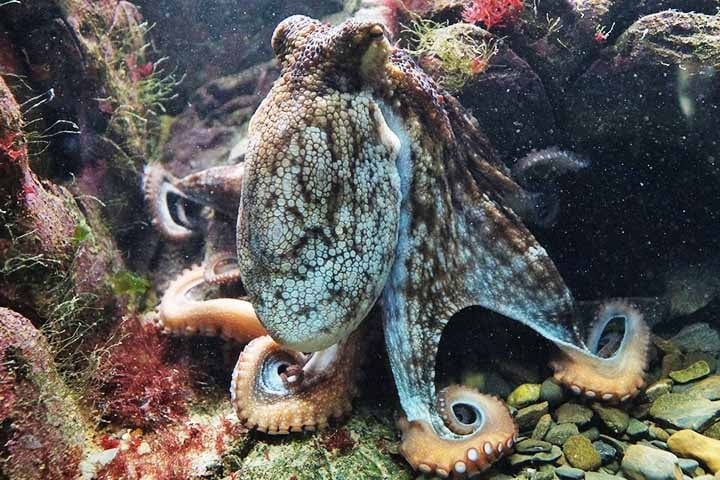 Mesmo com tantos avanços no entendimento desses animais, ainda há muito a ser explorado. O funcionamento exato da comunicação entre cérebro central e braços, o grau de autonomia dos membros, os limites de sua memória e aprendizado — tudo está sendo estudado. Reprodução: Flipar