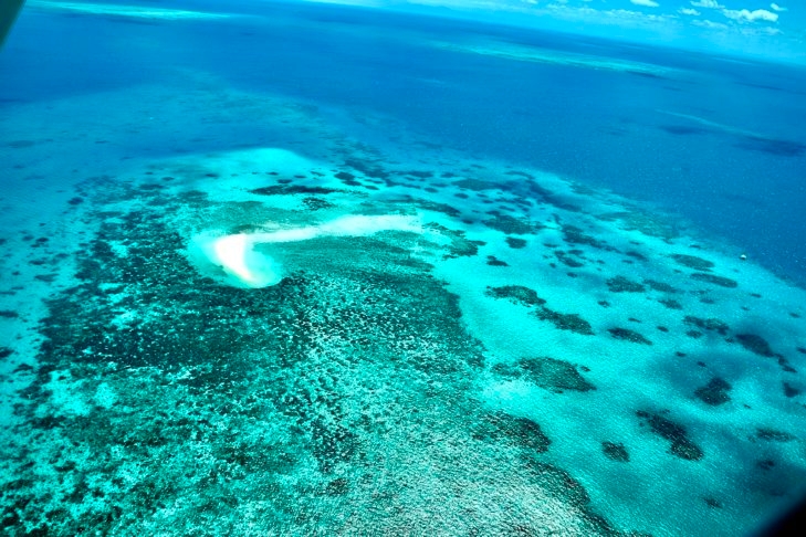 A Grande Barreira de Coral pode ser vista do espaço e é a maior estrutura única feita por organismos vivos na Terra. Ela é composta por bilhões de minúsculos organismos chamados pólipos de coral.  Reprodução: Flipar
