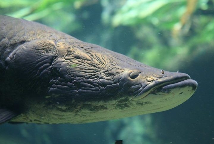 Naturalmente, eles podem ser encontrados nos rios da bacia Amazônica, geralmente em águas calmas e rasas e se alimentam de peixes como cascudo, pescada e tucunaré. Reprodução: Flipar