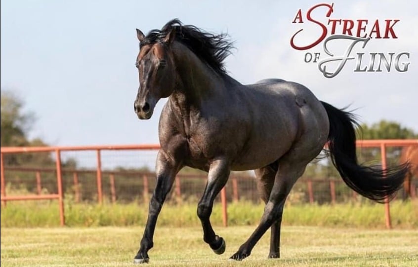 Wesley Safadão é dono do 2º cavalo mais caro do Brasil; saiba o valor. Foto: Reprodução