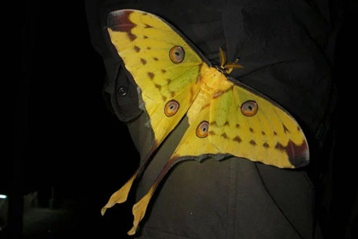 Mariposa Cometa - Comum em Madagascar, também é chamada de mariposa-da-lua. Os machos são bem maiores que as fêmeas. Um aspecto impressionante é a cauda longa, vermelha e amarela, usada na defesa contra atacantes Reprodução: Flipar