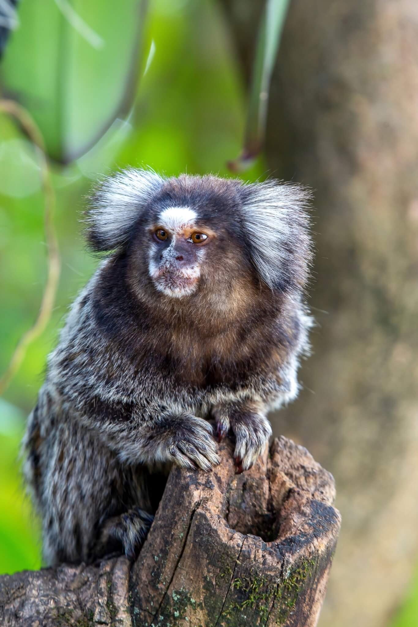 5. Sagui-comum O sagui-comum é tímido com humanos e não gosta de ser controlado. É um animal que não gosta de passar frio. Sua alimentação é à base de ração, frutas, sementes de girassol e ovos. Reprodução: EdiCase