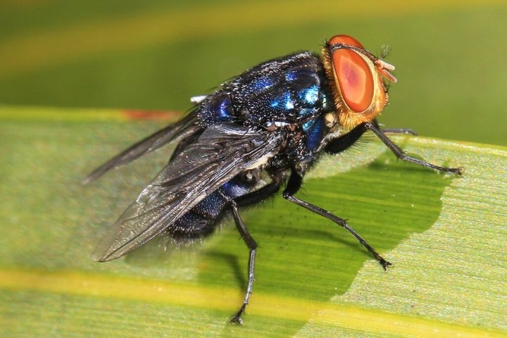 Algumas espécies, como a Cochliomyia hominivorax, causam miíase, uma infestação parasitária em que as larvas se alimentam de tecidos vivos, o que pode ser uma condição médica grave tanto para animais quanto para seres humanos. Reprodução: Flipar