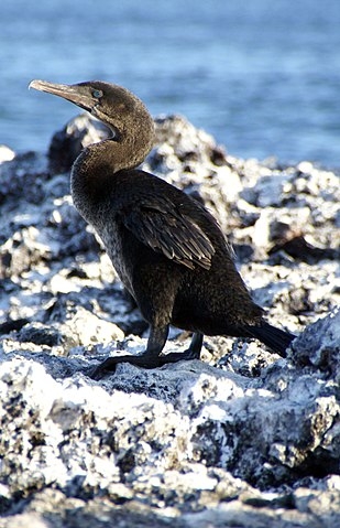 Cormorão das Galápagos 