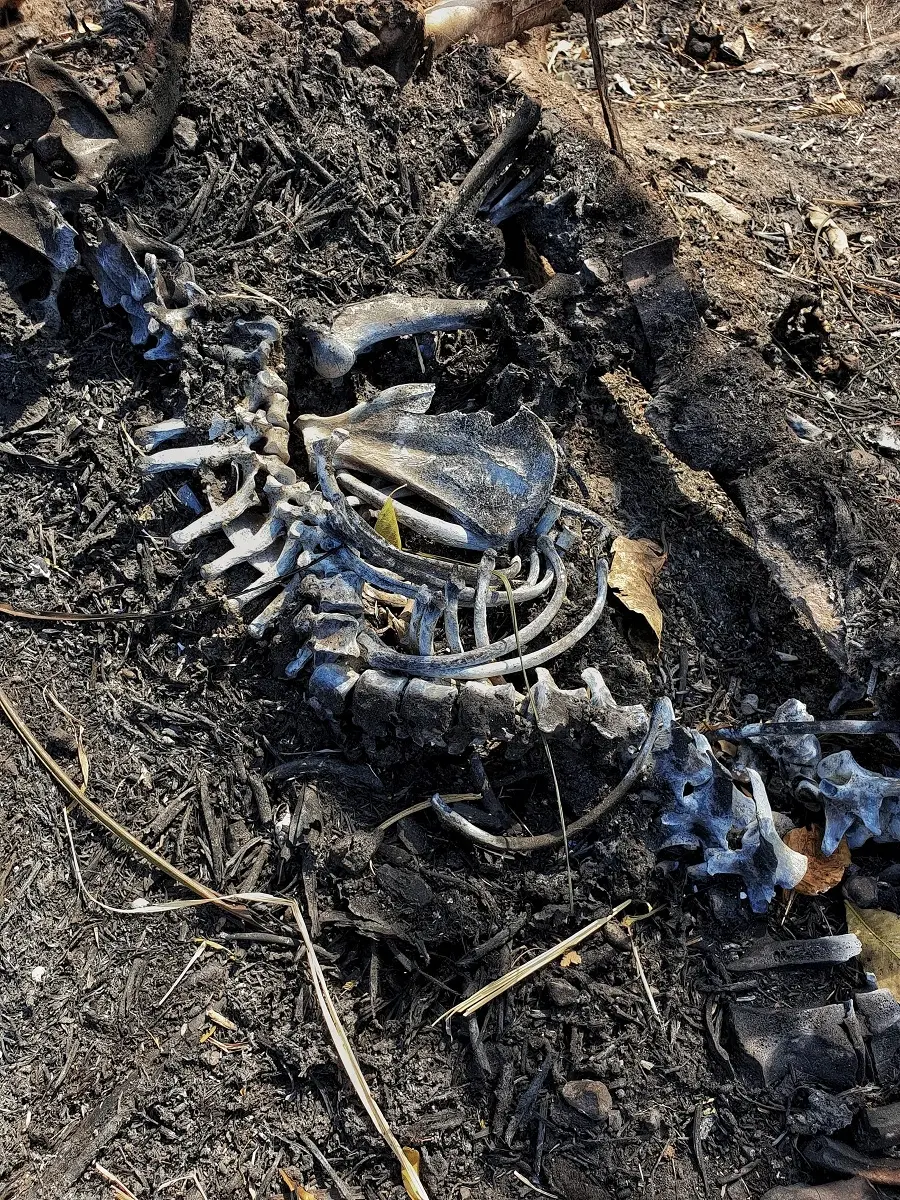 Em 2020, mais de 17 milhões de animais foram mortos nos incêndios Reprodução/Guilherme Giovanni (@guilhermepantanal)