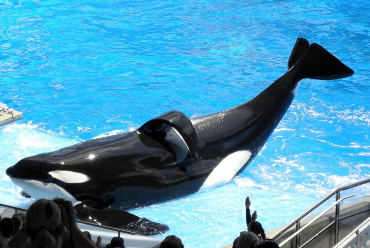 Durante um show, em fevereiro de 2010, a orca Tilikum, conhecida por seu histórico de incidentes, puxou Dawn para dentro da água e a submeteu a um ataque fatal. Reprodução: Flipar