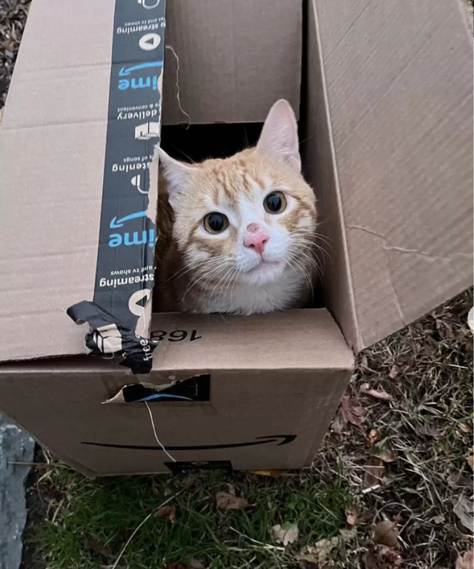 Elfo foi encontrado abandonado em uma caixa de papelão nas ruas de Nova York. Foto: Reprodução/Little Wanderers NYC 