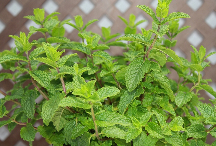 Menta - É rica em mentol e óleos essenciais que irritam os sentidos das abelhas. Seu aroma forte pode mascarar odores florais, confundindo os insetos. Por isso, é usada como um repelente natural eficiente. Não se dá bem nem com seca nem com solos encharcados. Precisa ver se a terra está úmida e, quando secar, aí é preciso regar logo.  Reprodução: Flipar