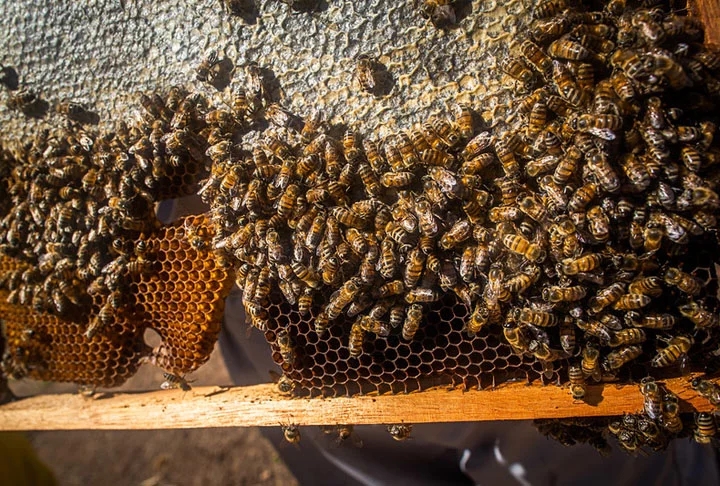 Ela representa uma significativa fonte de renda para os agricultores familiares e não exige muito tempo e nem grandes áreas de terra disponíveis. Além disso, é uma atividade de baixo impacto ambiental, que contribui bastante para preservação do ecossistema. Reprodução: Flipar