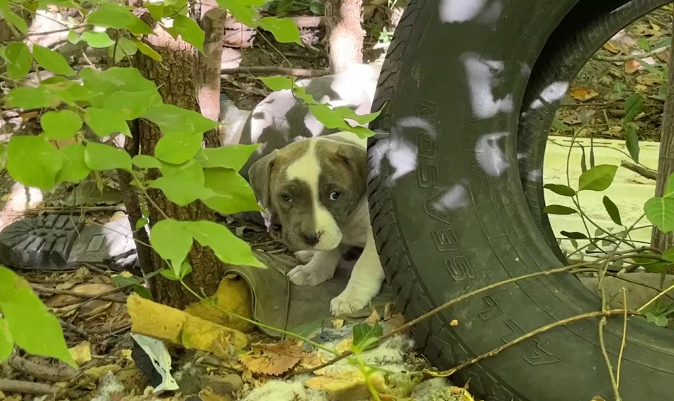 Eles estavam assustados e tentaram se esconder. Foto: Stray Rescue of St. Louis