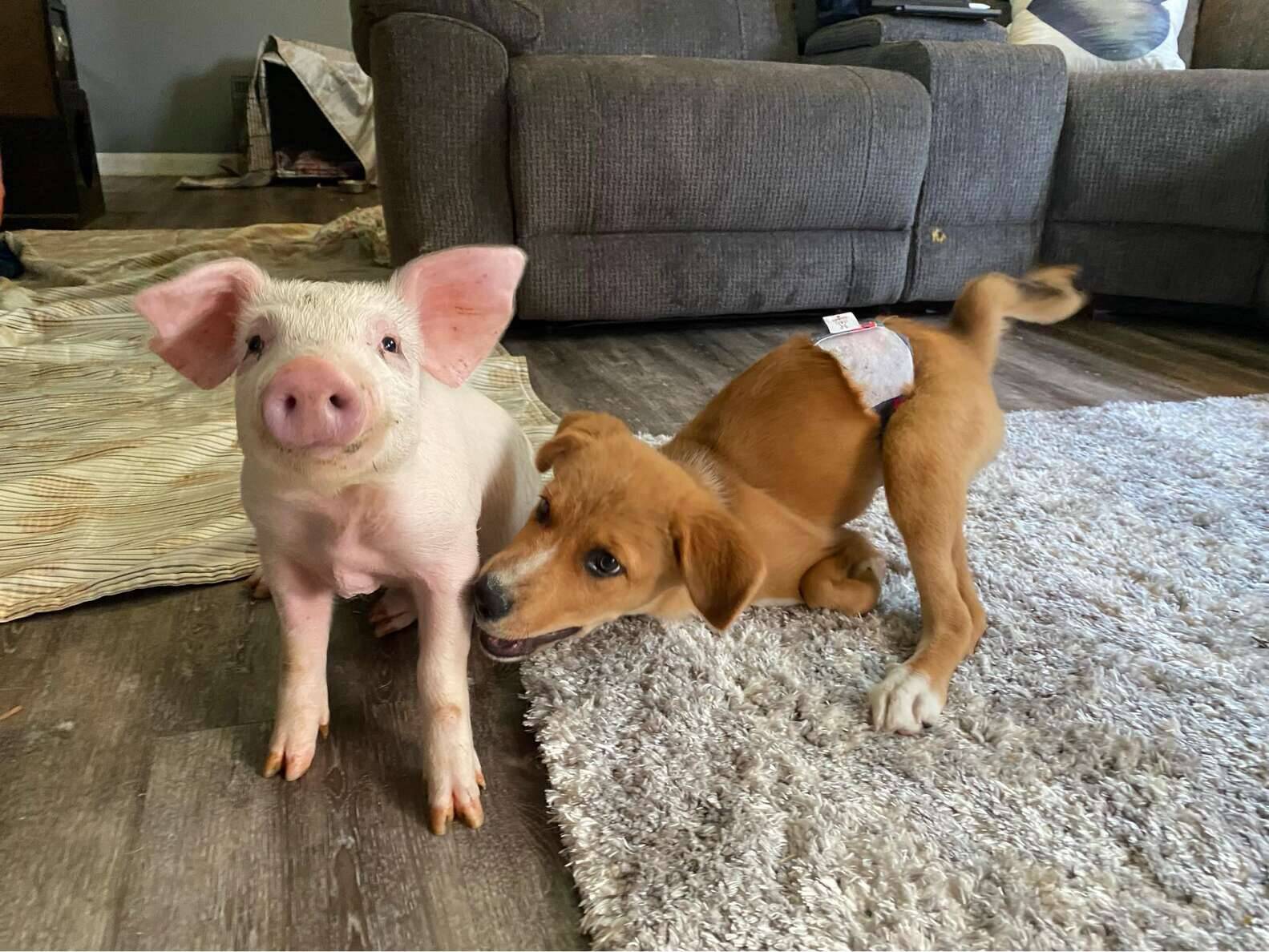 Winnie e Wilma se tornaram os melhores amigos. Foto:  Charlotte's Freedom Farm