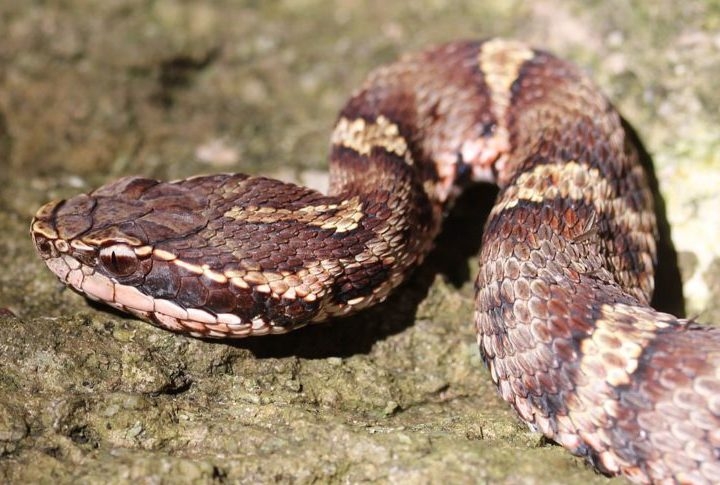 Cobra: O que é um sorvetinho de alho ou de bacon perto de um de cobra, não é mesmo? No Japão, a receita foi inventada usando uma das cobras mais venenosas, a Mamushi. Reprodução: Flipar
