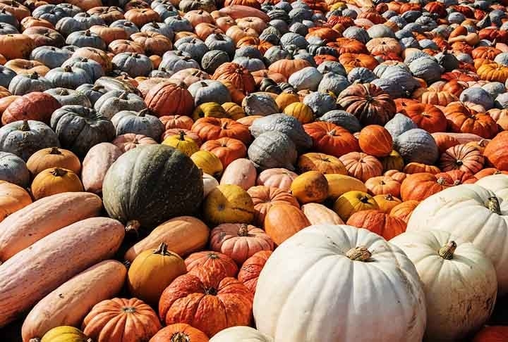 Ricas em caroteno e vitaminas, as abóboras são um fruto com grande variedade pelo mundo. Algumas tem outra coloração que não o laranja. A Abóbora Bolota, por exemplo, tem casco verde. Já a Abóbora Casper é branca por fora e contém polpa laranja vivo.
 Reprodução: Flipar