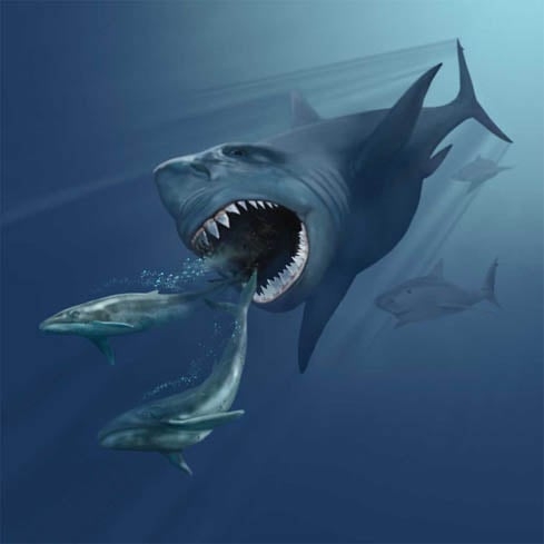 Alguns estudos indicam que  se alimentavam de seres maiores, como acontece com as orcas existentes hoje em dia. Outros apontam que eram predadores de perfil parecido ao do tubarão-branco atual. Reprodução: Flipar