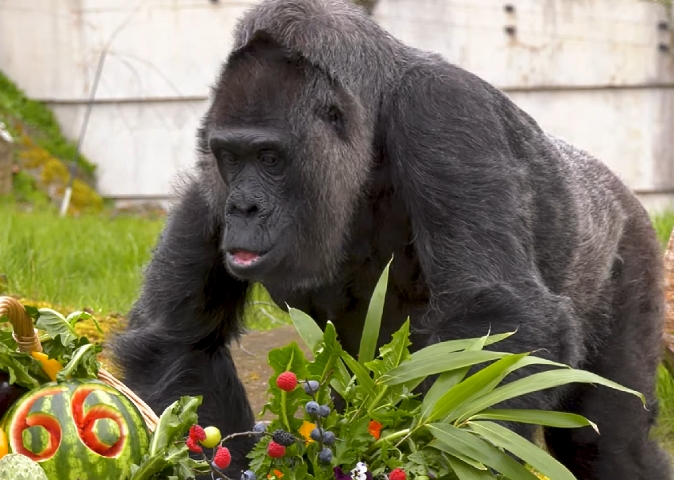 Em abril de 2023, o zoológico anunciou que ela alcançou a idade de 66 anos – atribuindo a ela o nascimento em 1/1/1957.  Normalmente, a expectativa de vida de gorilas em cativeiro é de 40 a 50 anos. Estima-se que ela tinha dois anos quando chegou a Berlim. Agora está com 67 anos. Reprodução: Flipar