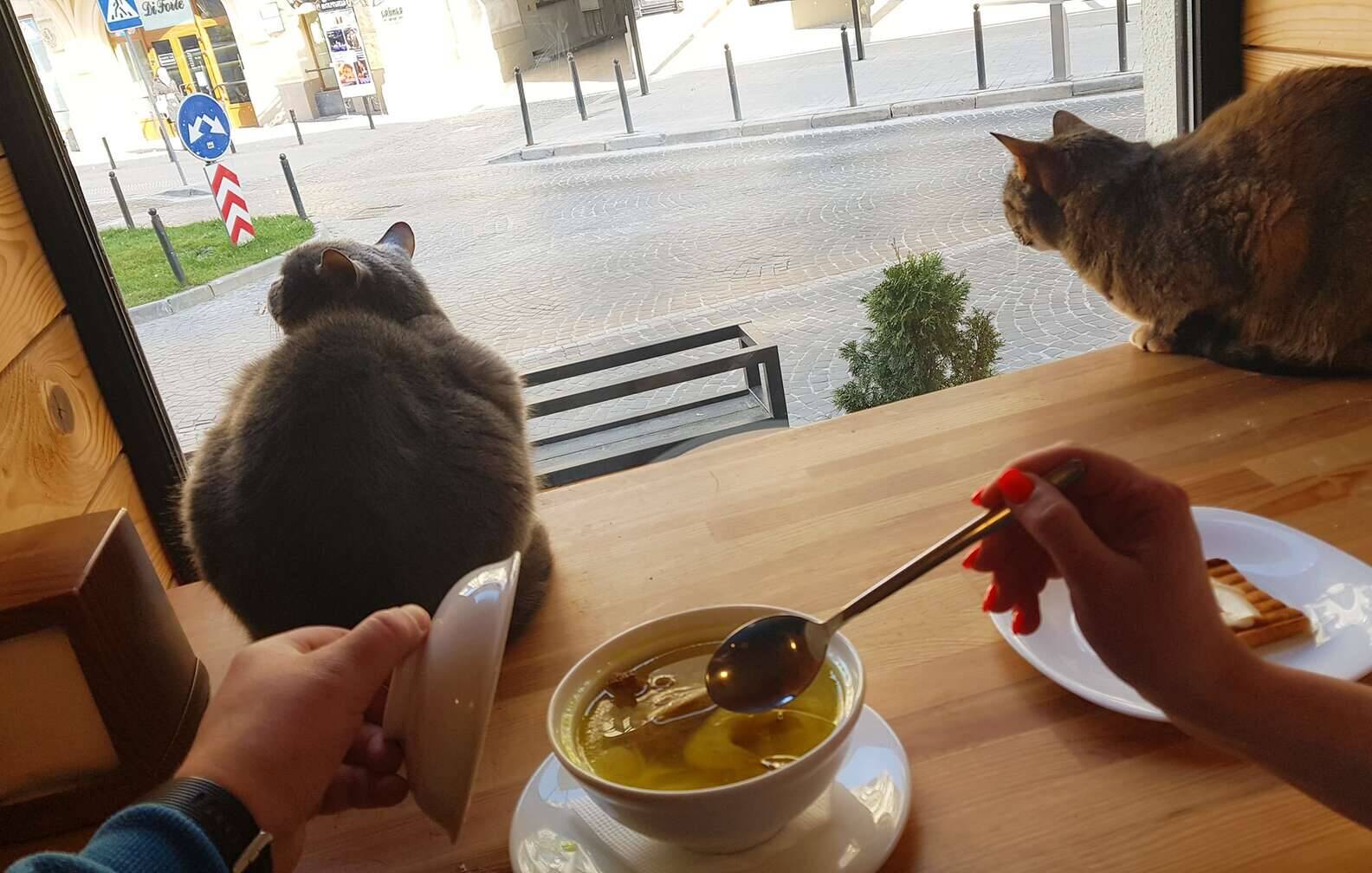 Os animais já estão acostumados a receber as pessoas. Foto: Cat Cafe Lviv