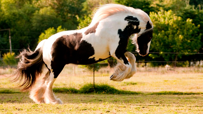 Gypsy Vanner - Chamado de Cavalo Cigano no Brasil.  Reprodução: Flipar