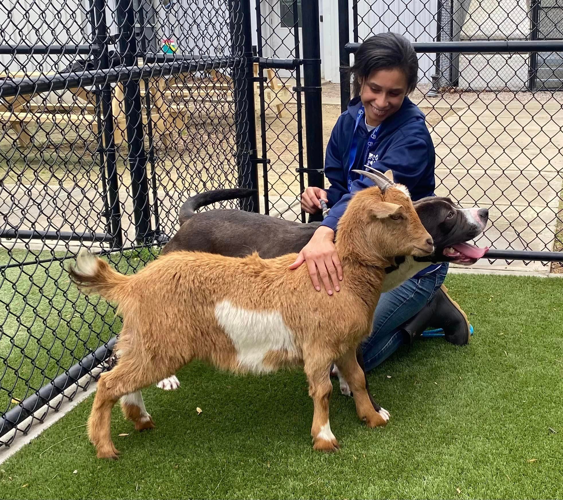 Canela e Felix são muito próximos e o ideal é que sejam adotados juntos. Foto: Reprodução/Wake County Animal Center