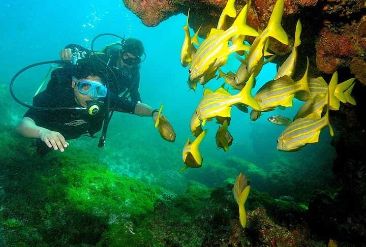 Os corais desempenham um papel crucial na pesca, pois servem como berçários para muitas espécies marinhas, contribuindo para a reprodução de peixes consumidos pela população. Reprodução: Flipar