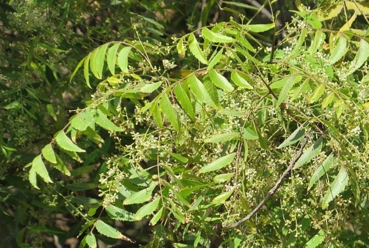 Originária da Índia, essa planta tem o potencial de prejudicar insetos, incluindo abelhas, e provocar um desequilíbrio no meio ambiente. Reprodução: Flipar