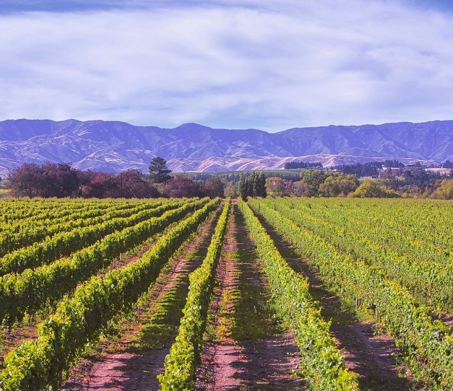 Plantação de uvas para a produção do vinho Sauvignon Blanc em Blenheim, cidade mais populosa da região de Marlborough, no nordeste da Ilha Sul da Nova Zelândia.. Foto: Reprodução/Instagram 26.01.2023