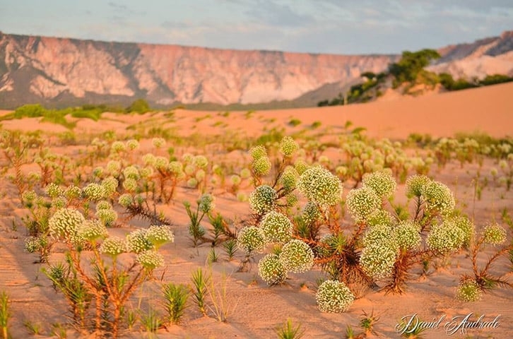 Jalapão está localizado na região de transição entre o Cerrado e a Caatinga. Assim, a predominância é de vegetação rasteira parecida com a savana Reprodução: Flipar