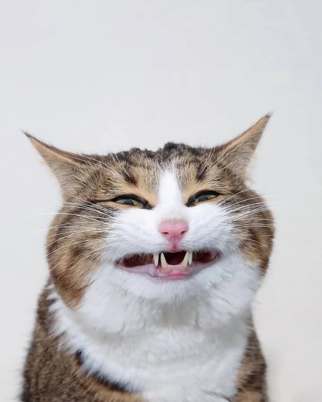 Rexie sorri. Foto: Reprodução Instagram @viralizou| @rexiecat