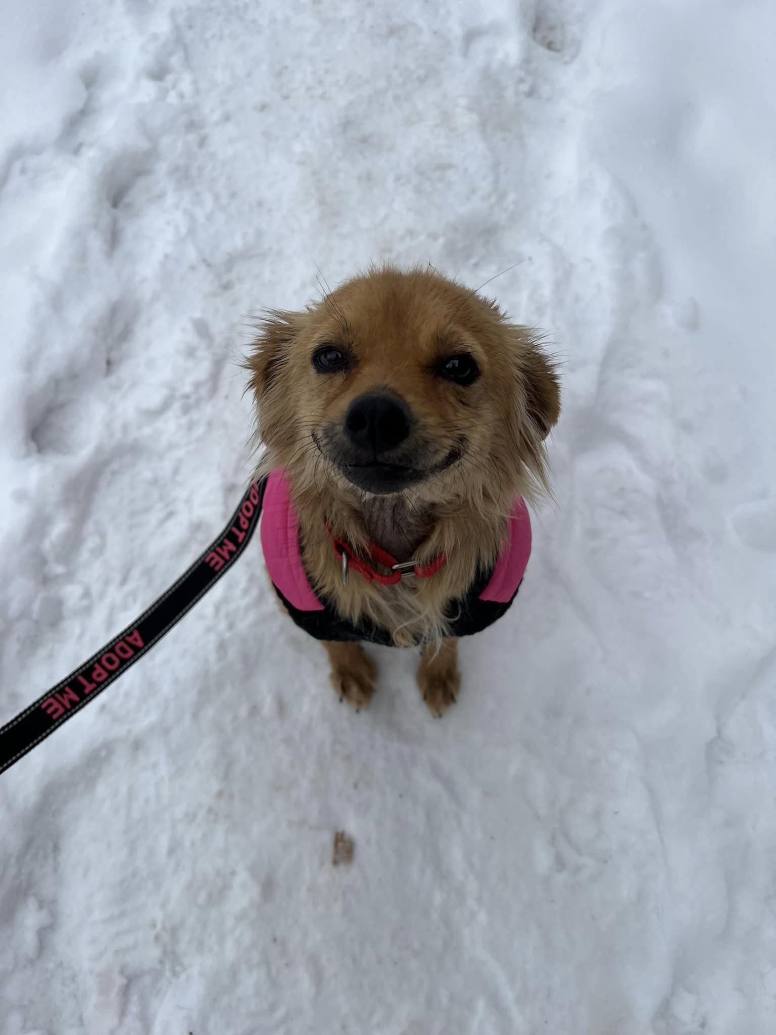 Até a neve traz um sorriso para o rosto dela, é uma grande mudança em relação ao México!. Foto: Reprodução/No Dog Left Behind