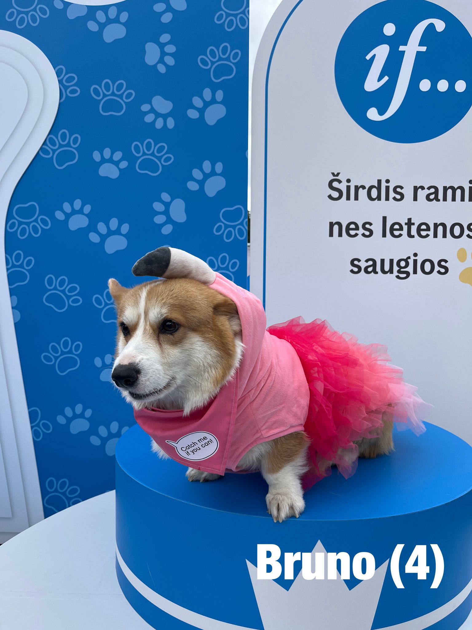 Corrida de Corgis reúne competidores fantasiados na Lituânia. Foto: Facebook/Corgi Race Vilnius