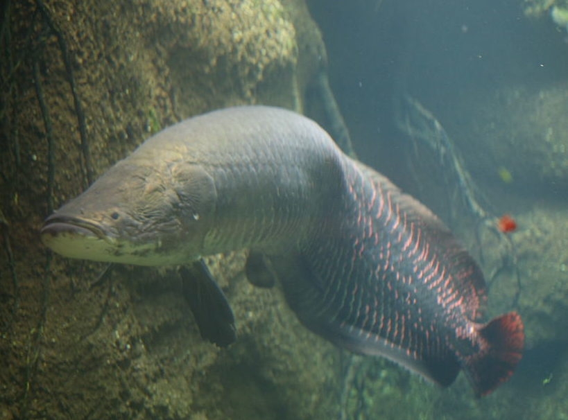 A exemplo da Paraíba, os “pirarucus gigantes” são cada vez mais raros de serem encontrados, principalmente por conta da pesca predatória. Reprodução: Flipar