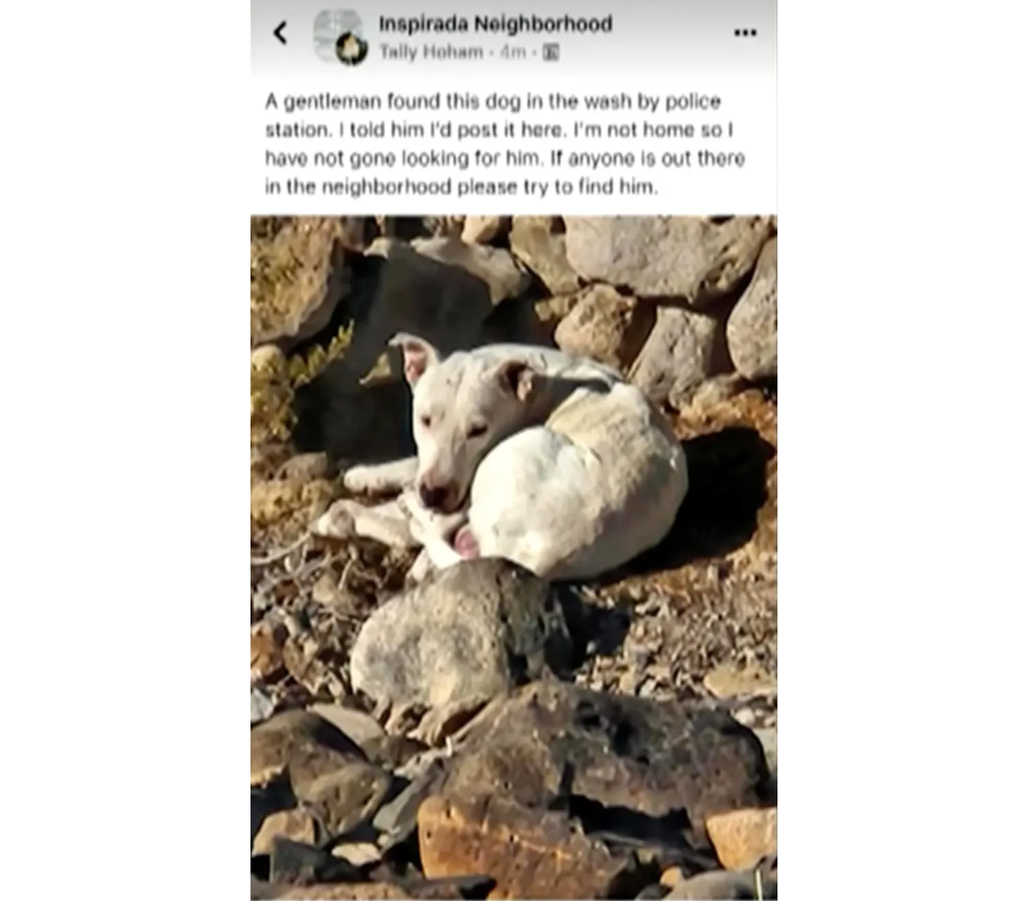 O cachorro, chamado de Ghost pelos habitantes locais, vive entre os coiotes desde pelo menos julho, quando o primeiro relato sobre ele foi compartilhado nas redes sociais. Foto: Reprodução/FOX5 Vegas