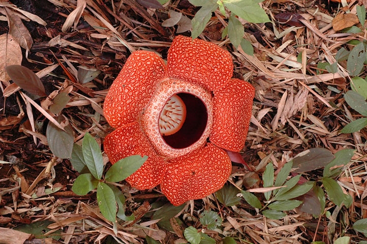 Flor-Monstro - É uma das maiores flores do mundo. Nativa das ilhas de Sumatra e Bornéu, na Indonésia. Pode ter 106 cm de diâmetro e pesar até 11 kg.  Reprodução: Flipar