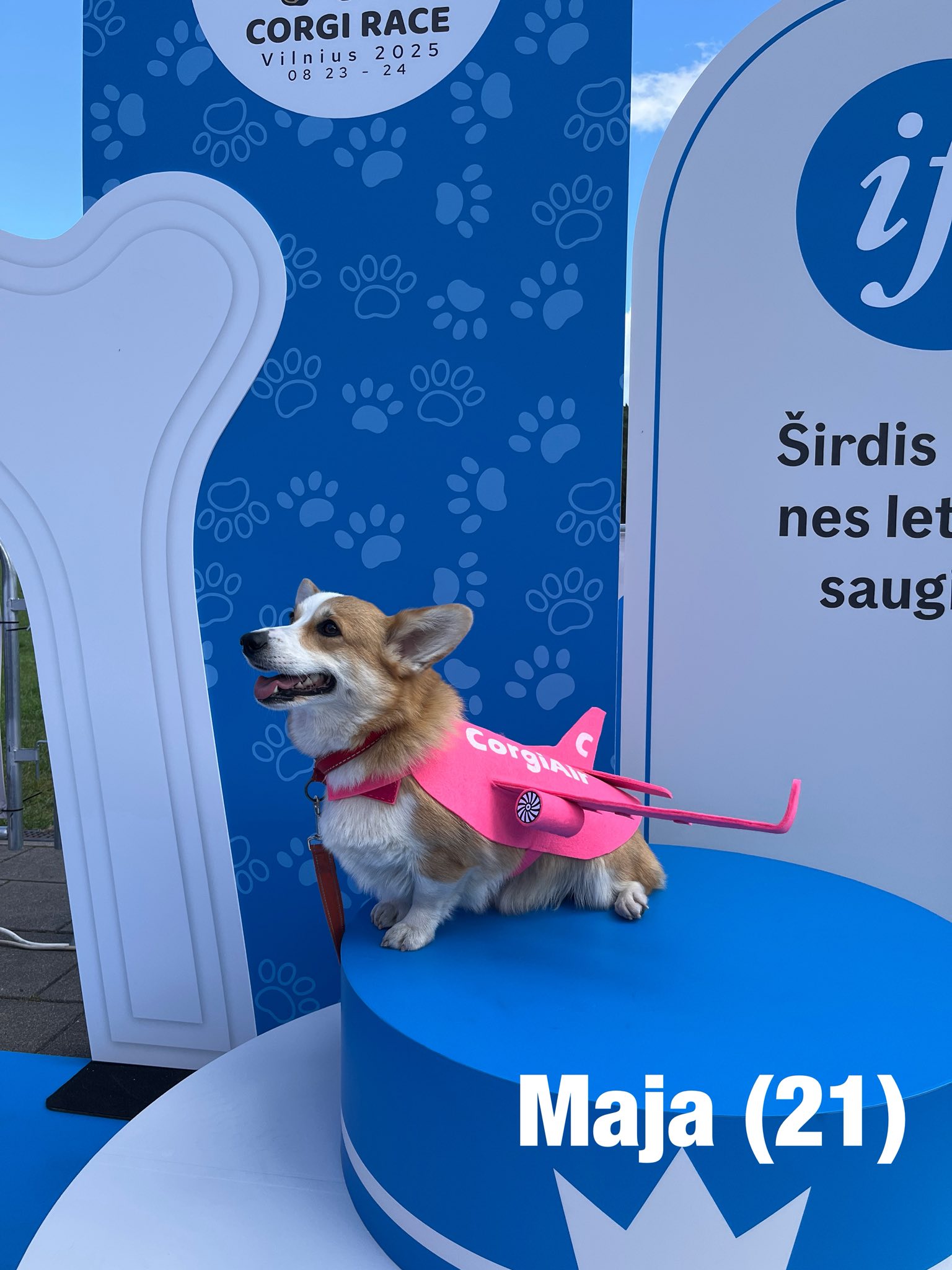 Corrida de Corgis reúne competidores fantasiados na Lituânia. Foto: Facebook/Corgi Race Vilnius