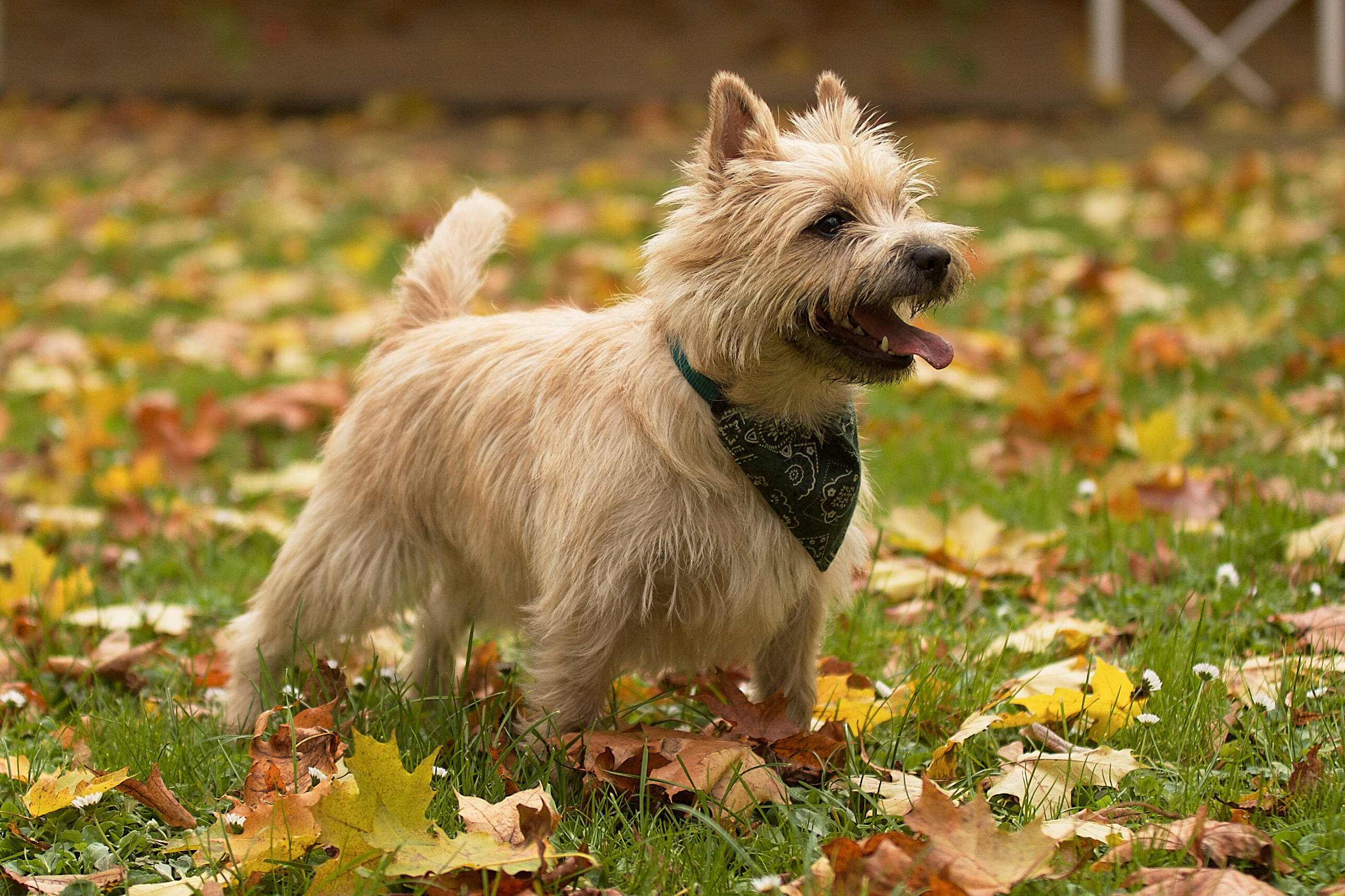 O - faz parte do Grupo Terrier. Foto: shutterstock 